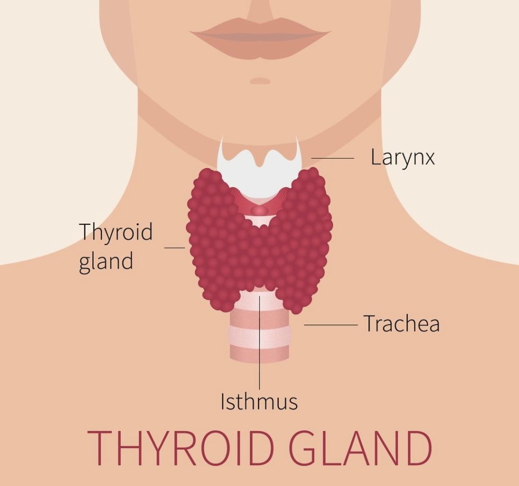 hypothyroidism fibroids human thyroid gland illustration
