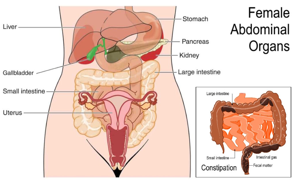 fibroid symptom abdominal female organs with constipation